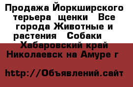 Продажа Йоркширского терьера, щенки - Все города Животные и растения » Собаки   . Хабаровский край,Николаевск-на-Амуре г.